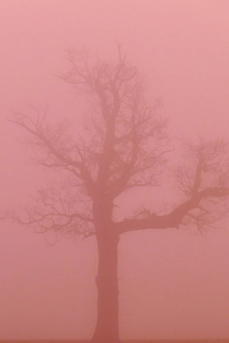 A tree silhouetted against pink fog.