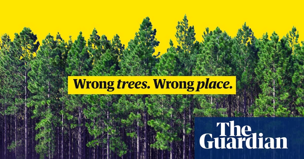 How we get tree planting wrong – video