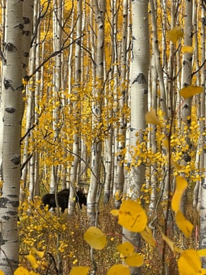 First place - nature | Moose in Aspen