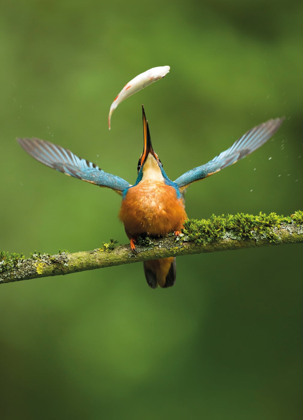 ภาพ Catch of the day โดยช่างภาพ Vince Burton