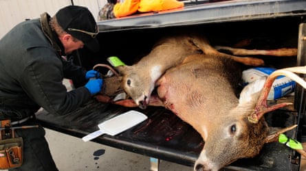 A man wearing blue surgical gloves examines over two dead deer lying in the boot of a truck