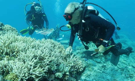 Divers examining coral for the Biobank project.