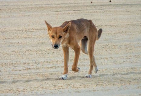 A wild pure bred dingo on a sandy beach