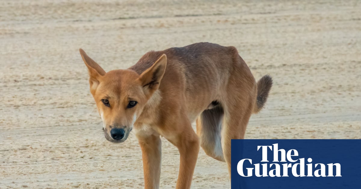Dingoes on Australia’s K’gari island to be euthanised after tragic death of Canadian tourist Piper James