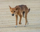 Australia news live: K’gari dingoes linked to death of Canadian tourist to be euthanised, Queensland government says