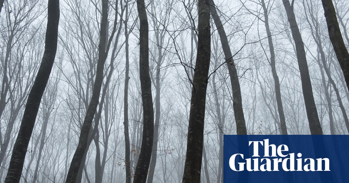 ‘The world’s most haunted forest’: twisted trees, UFOs and spooky stories in Transylvania