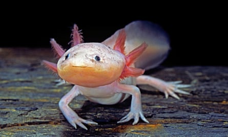 The axolotl recently won a contest for an emoji to represent Mexico city