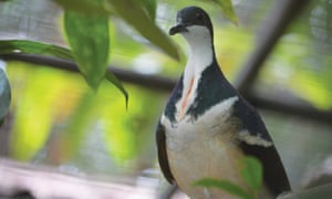 Negros Bleeding Heart Dove at Bristol Zoo Gardens