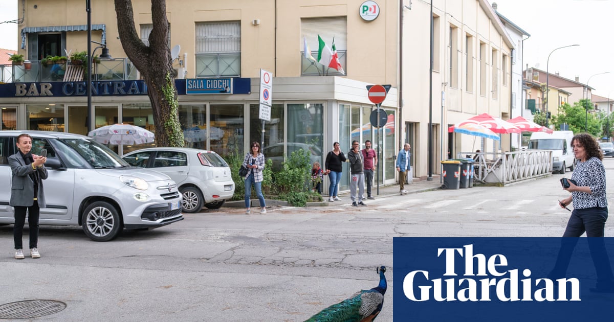 Peacock ‘invasion’ of Italian seaside town ruffles feathers Peacock ‘invasion’ of Italian seaside town ruffles feathers