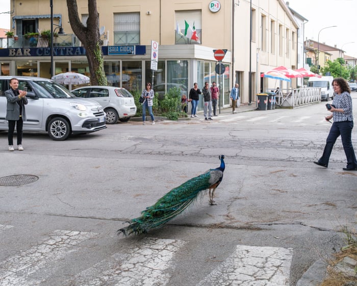 Peacock ‘invasion’ of Italian seaside town ruffles feathers
