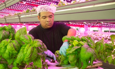 Indoor agriculture is an increasingly popular form of crop cultivation that happens inside. Where traditional farms rely on irrigation systems, soil and sunlight, indoor farms use LEDs or high pressure sodium lamps, and grow in hydroponic or aeroponic systems.