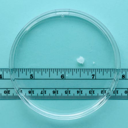 Una piccola quantità di una sostanza bianca in una capsula di Petri, con un righello di circa un quarto di pollice di diametro