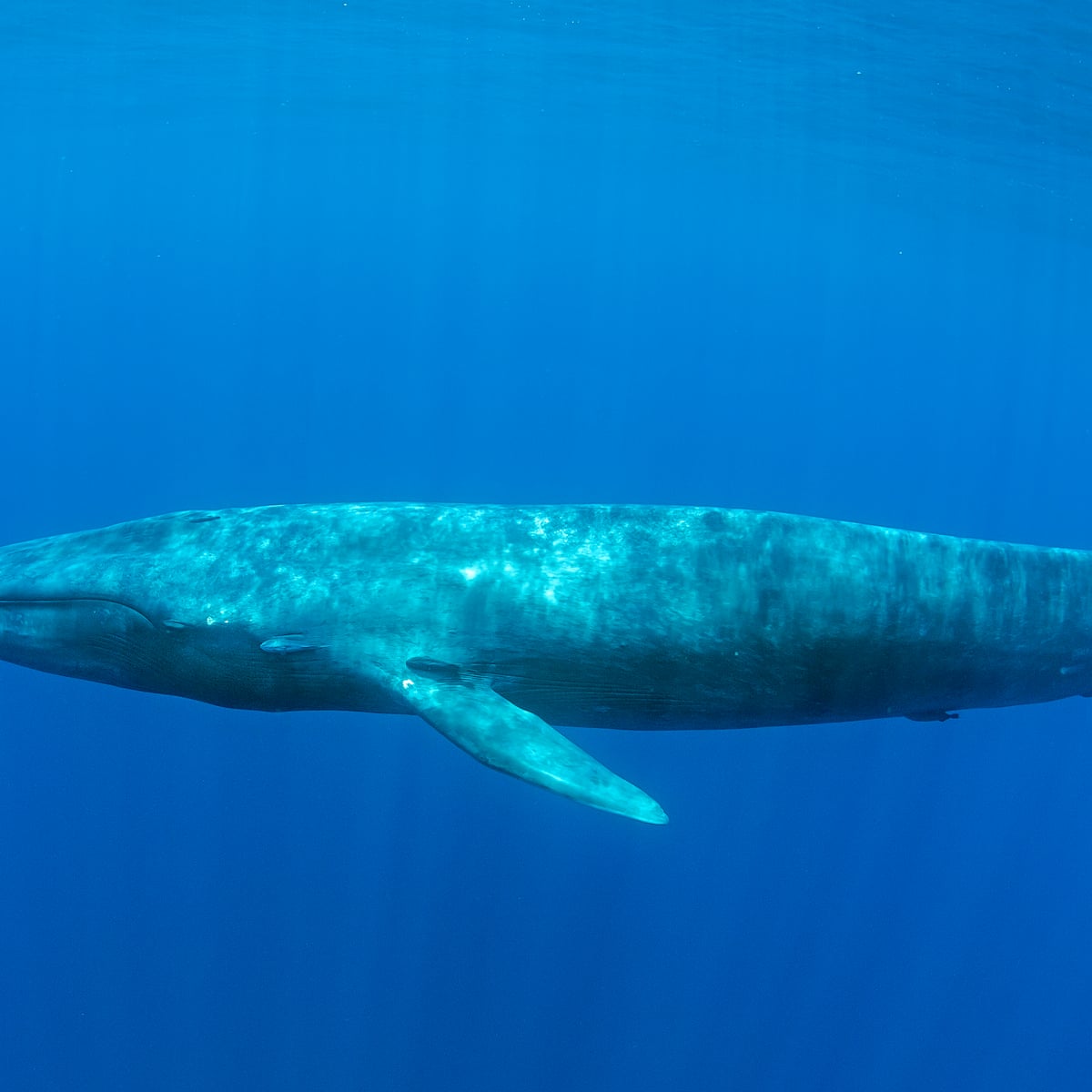 Would London survive the impact of a blue whale dropped from space ...
