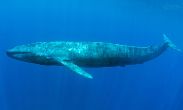Most blue whales are 'righties,' except for this one move