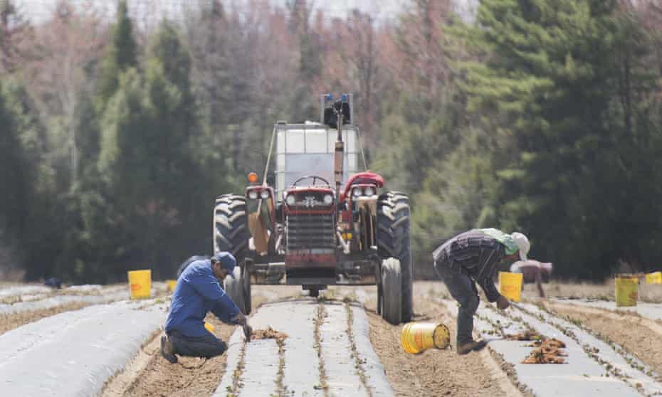 Temporary foreign workers from Mexico plant strawberries on a farm in Mirabel, Quebec, in May.
