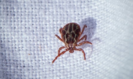 One of the ticks that have been infecting dogs in the Harlow area