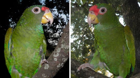 Listen to the call of the blue-winged Amazon parrot  