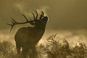 A red deer stag at sunrise in Richmond park in London, England