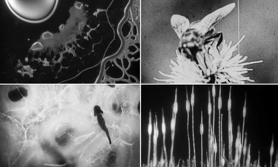 ‘A dark undercurrent in the film reflects the man himself’ … images from Minute Bodies: The Intimate World of F Percy Smith.
