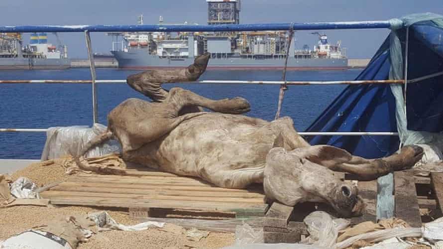 Dead cattle on the FM Spiridon