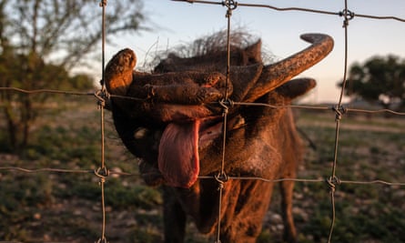 A warthog sticks his tongue out at the Ox Ranch.