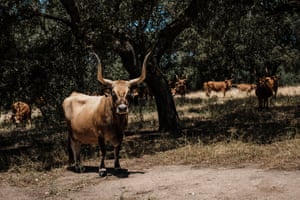 Cows at Herdade do Freixo do Meio