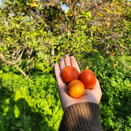 Enas holds three oranges on her outstretched palm with orange trees in the background.