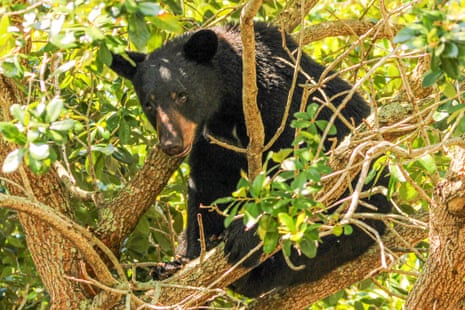 a black bear sits in a tree