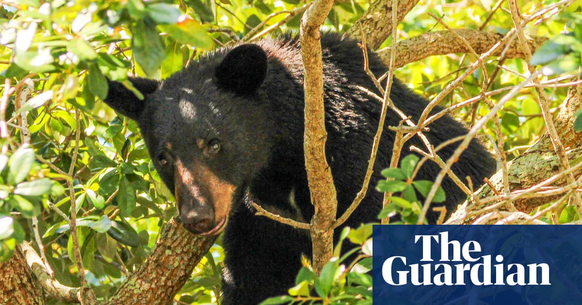 Wildlife groups condemn approval of ‘barbaric’ Florida black bear hunt
