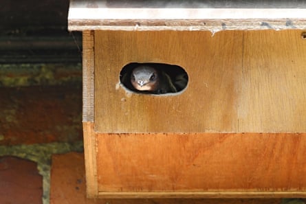 Head and beak of a common swift pokes out of the entrance to a wooden nest box