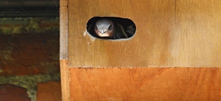 A common swift at the entrance to a man-made nest box in Norfolk.