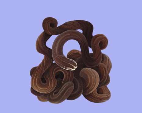 a very long bootlace worm