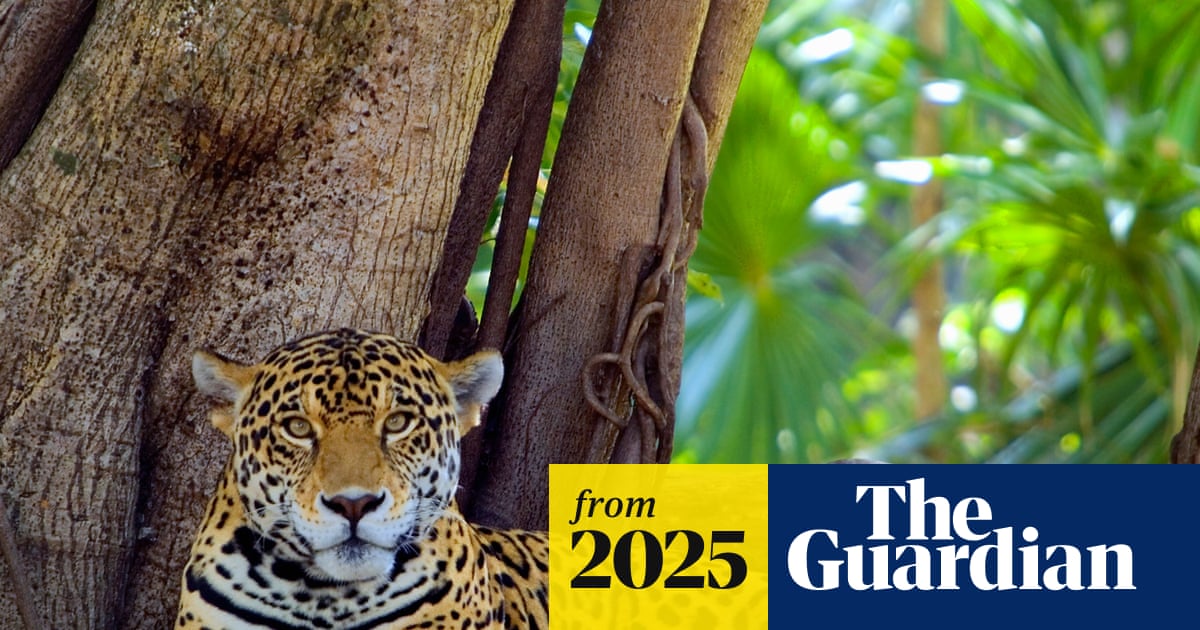 ‘We’re winning a battle’: Mexico’s jaguar numbers up 30% in conservation drive