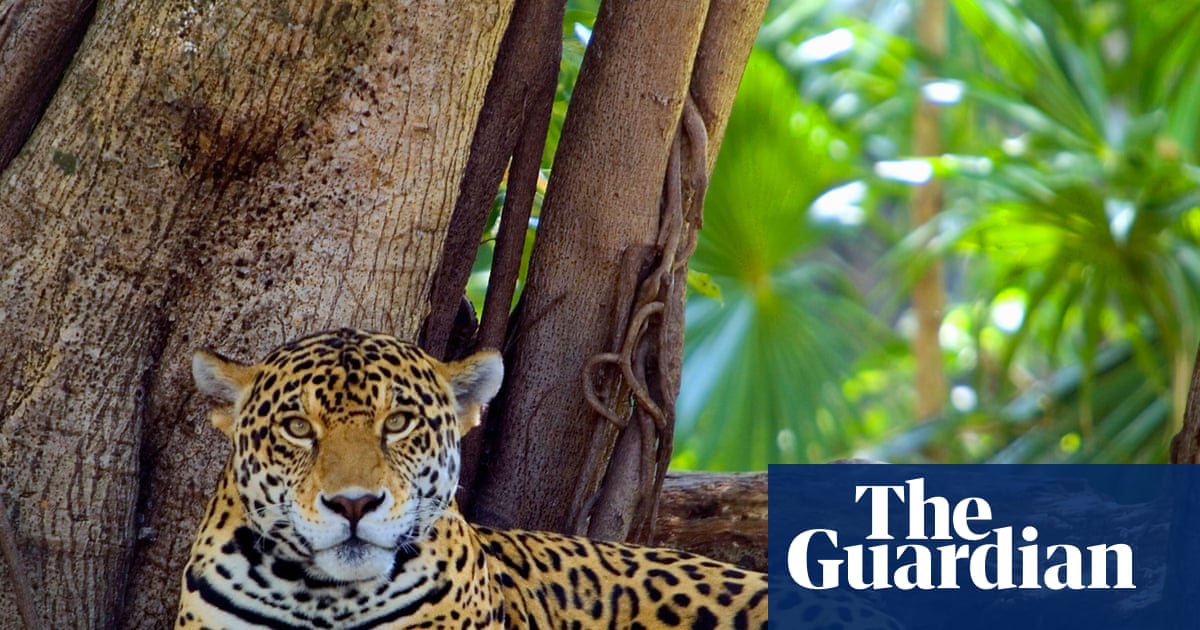 ‘We’re winning a battle’: Mexico’s jaguar numbers up 30% in conservation drive