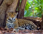 ‘We’re winning a battle’: Mexico’s jaguar numbers up 30% in conservation drive