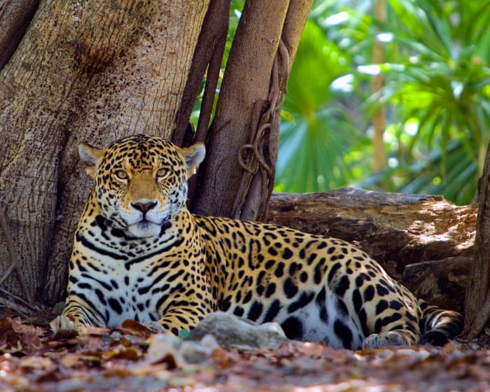 ‘We’re winning a battle’: Mexico’s jaguar numbers up 30% in conservation drive