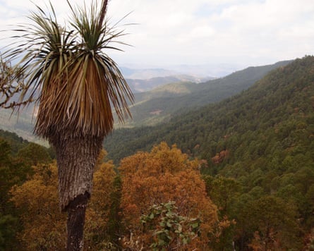 Community-managed pine-oak forests at the Pueblos Mancomunados area in the Sierra Madre de Oaxaca, southern Mexico.