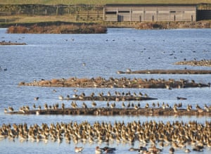 migrating golden plovers at Rye Harbour, with birdwatching hide