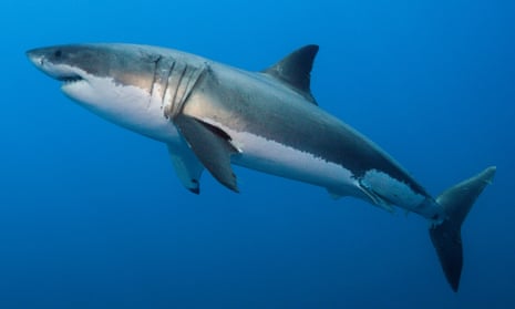 Queensland urged to end its 'failing' shark nets and drum lines program, Queensland