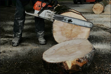 A willow log is cross-cut at the yard of JS Wright & Sons in Essex.