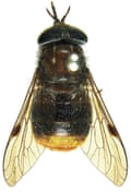 Scaptia beyoncea, mosca cavallina, dal nome della cantante Beyonce.