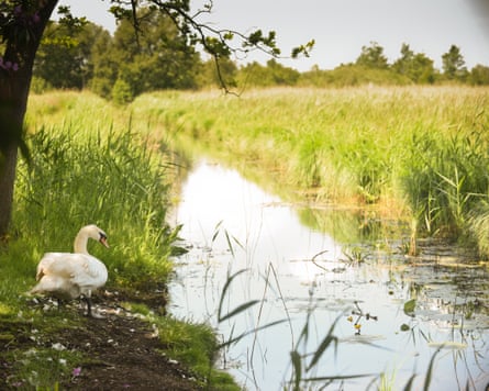water in a straight channel across green wetlands with rushes, reeds and tall grasses. A swan stands on one bank.