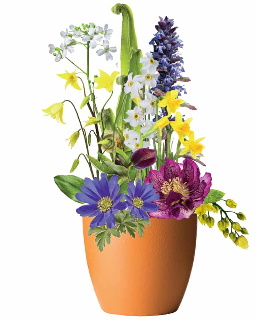 Pots Of Gold A Step By Step Guide For Gorgeous Spring Flowers Gardening Advice The Guardian