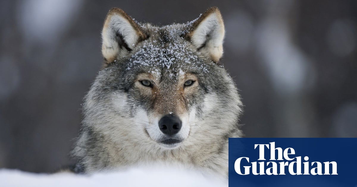 Shooting ‘deviant’ wolves with paintball guns is legal, Dutch court rules | Wildlife