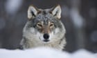 Finland, Sweden and Norway to cull wolf population