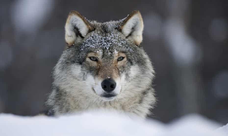 European grey wolf (Canis lupus lupus)