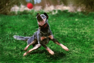 25 Ways You Know Your Dog Loves You And That They Re