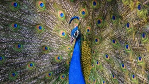 A peacock shows off his impressive multicoloured plumage in an effort to attract a mate in Ranthambore National Park in India.