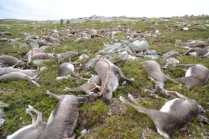 Hardangervidda plateau, Norway: In August 2016, a park ranger stumbled upon 323 dead wild tundra reindeer