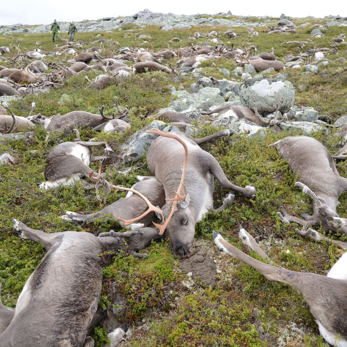 Landscape of fear': what a mass of rotting reindeer carcasses taught  scientists | Wildlife | The Guardian